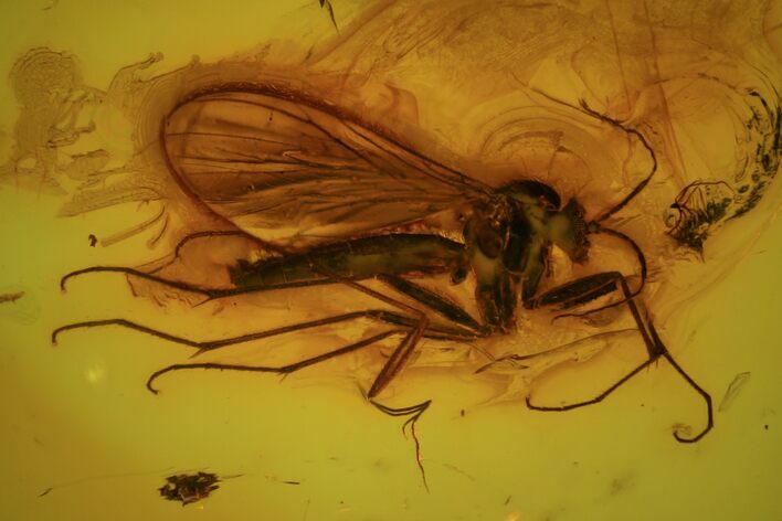 Fossil Fly (Diptera) In Baltic Amber #73341
